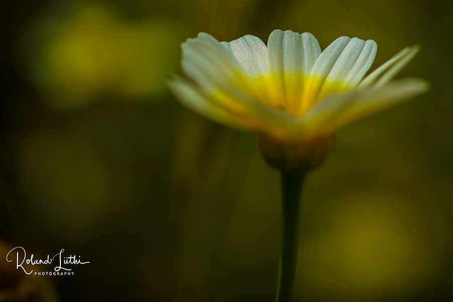 Leucanthemum-Makro