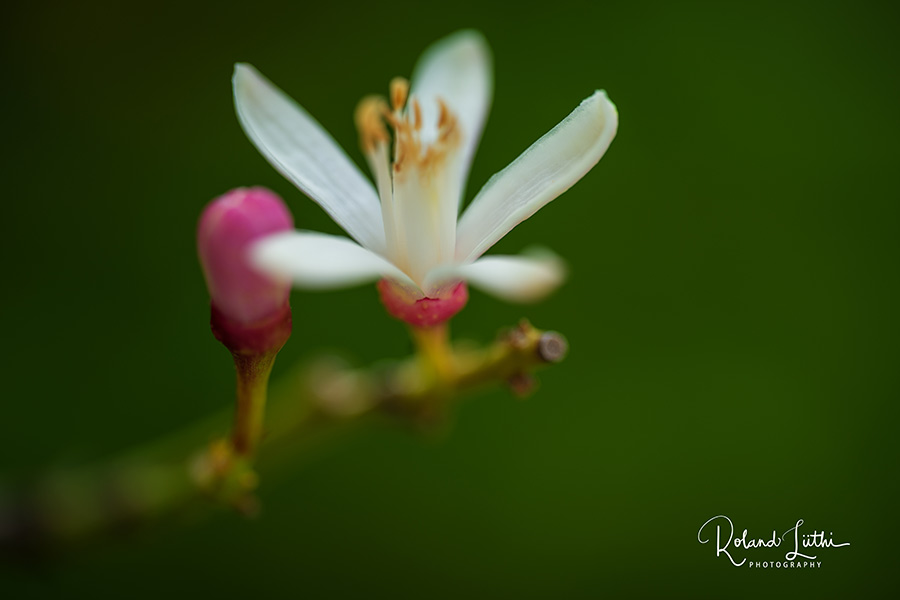 Sitronblomst