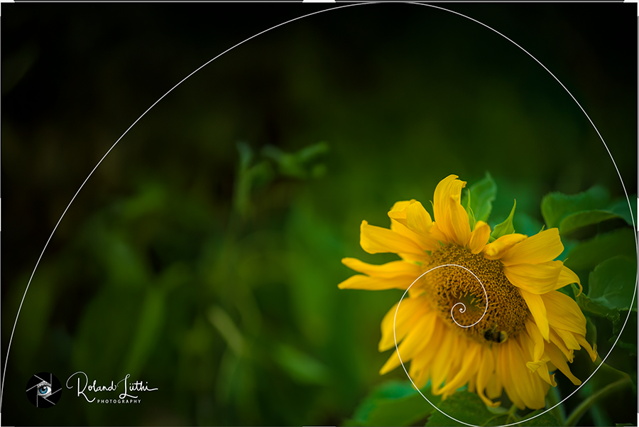 Fibonacci-spiraal Fibonacci-spiraal