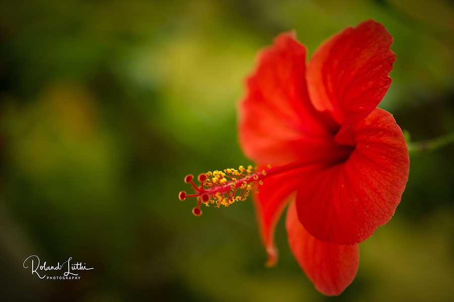 Hibiscus 
